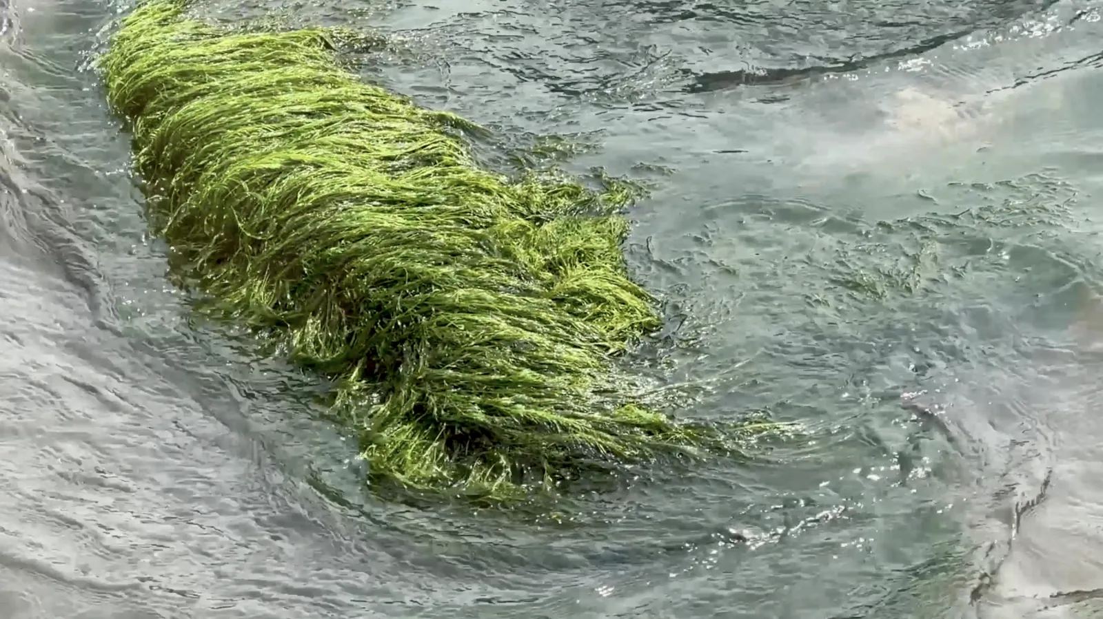 Mami Wata — ein dichtes Bündel grünen Flussgrases wiegt sich in der Strömung, Standbild aus dem Video