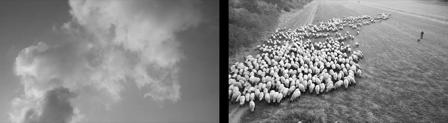 Schafe und Rauch — Standbild aus dem Video-Diptychon: eine Rauchwolke neben der Schafherde, die von oben gesehen über die Wiese zieht, der Schäfer am Rand; startet das Video