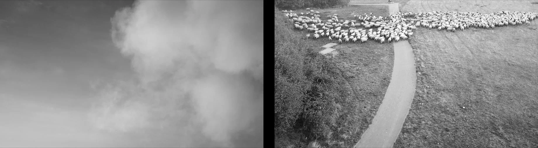 Schafe und Rauch — Rauchwolke neben der Herde, die sich am geschwungenen Weg über die Wiese verteilt, Standbild aus dem Video