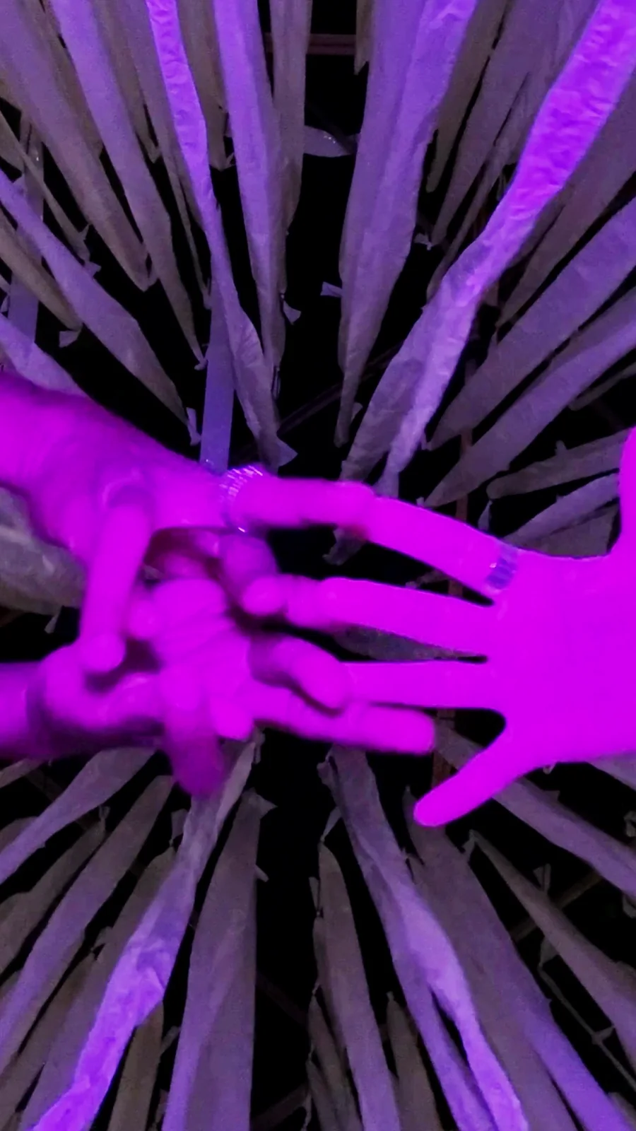 ZITTERAAL · ANGUILLE ÉLECTRIQUE — zwei Hände überlagern sich im violetten Licht, Standbild